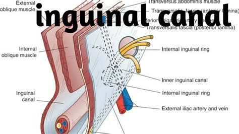 anatomie du canal inguinal